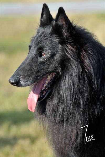 Publication : du clos des agapornis