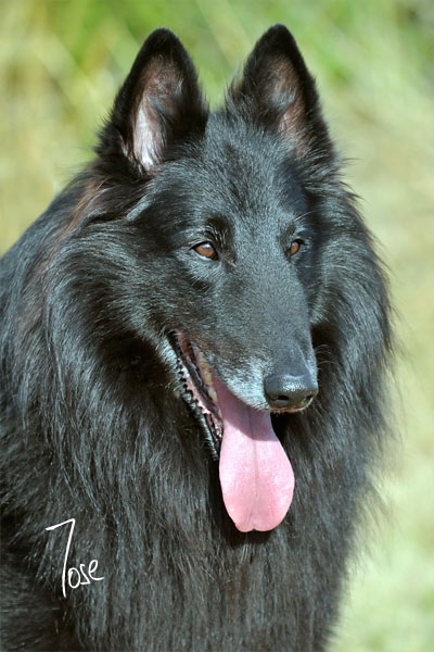 Publication : du clos des agapornis