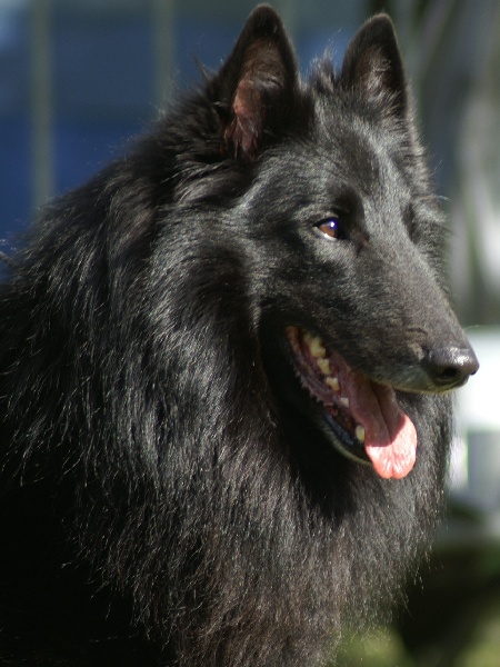 Publication : du clos des agapornis