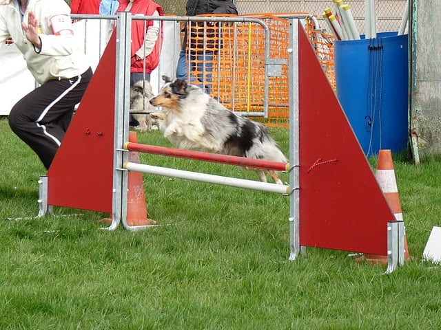 Blue tentation Du Grand Champ D' Aubertans