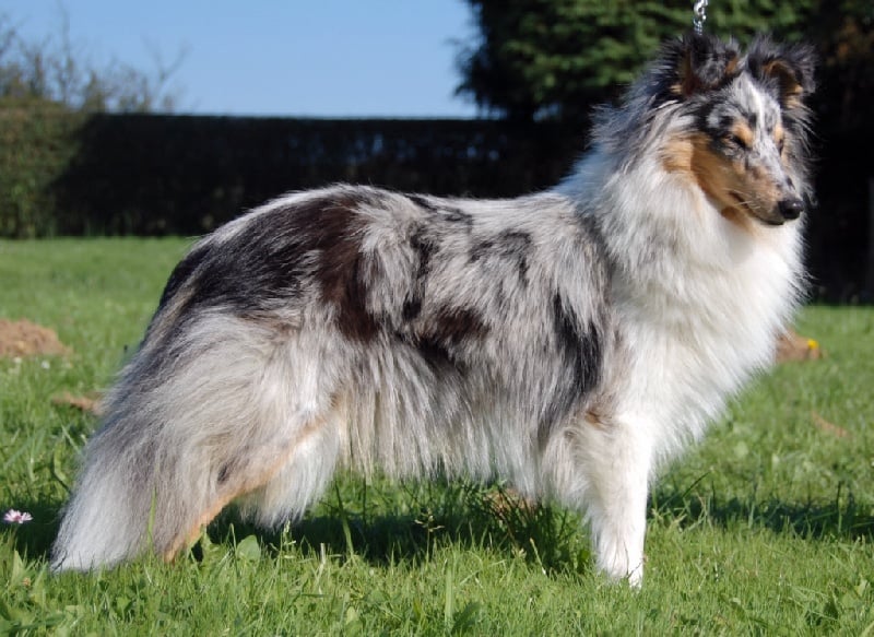 Blue tentation Du Grand Champ D' Aubertans