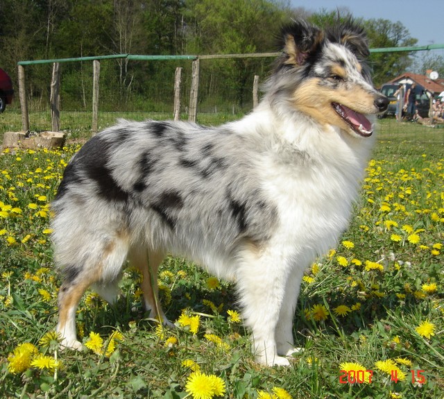 Blue tentation Du Grand Champ D' Aubertans