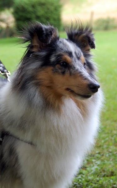 Blue tentation Du Grand Champ D' Aubertans