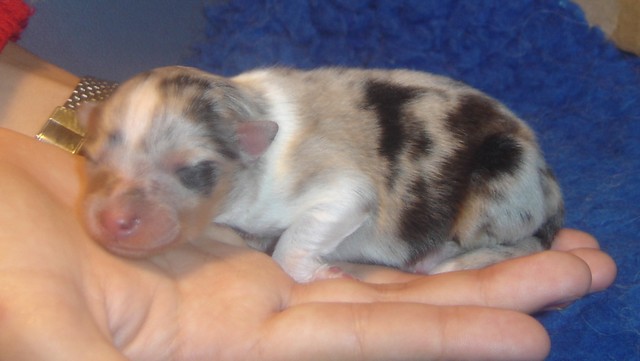 Blue tentation Du Grand Champ D' Aubertans