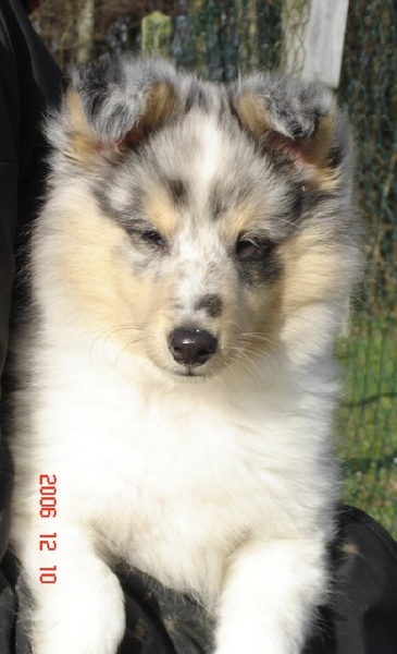 Blue tentation Du Grand Champ D' Aubertans