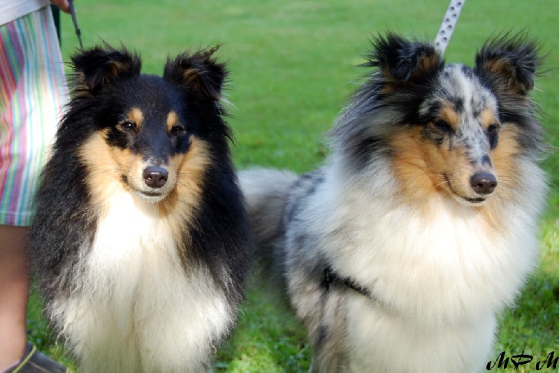 Blue tentation Du Grand Champ D' Aubertans