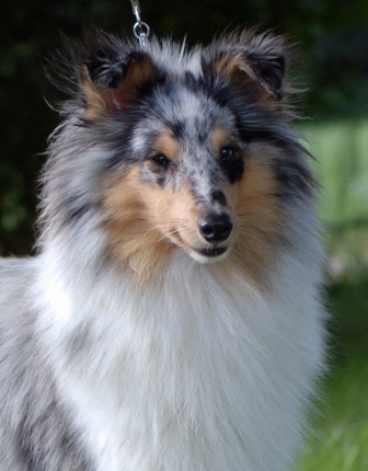 Blue tentation Du Grand Champ D' Aubertans