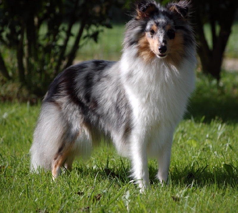 Blue tentation Du Grand Champ D' Aubertans