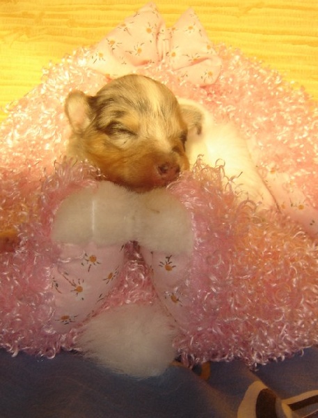 Blue tentation Du Grand Champ D' Aubertans