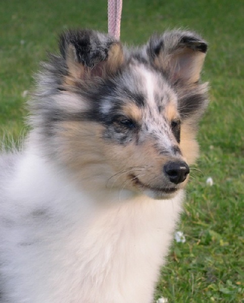 Blue tentation Du Grand Champ D' Aubertans