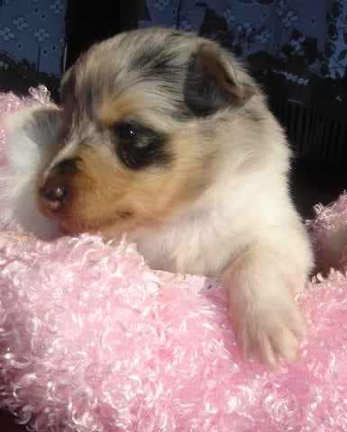 Blue tentation Du Grand Champ D' Aubertans