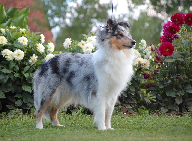 Blue tentation Du Grand Champ D' Aubertans