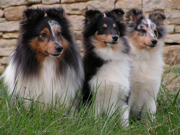 Blue tentation Du Grand Champ D' Aubertans