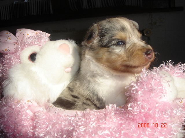 Blue tentation Du Grand Champ D' Aubertans