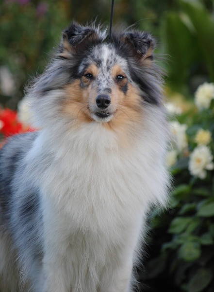 Blue tentation Du Grand Champ D' Aubertans