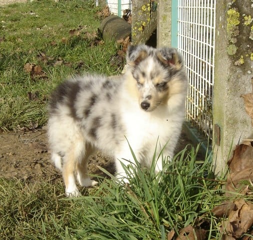Blue tentation Du Grand Champ D' Aubertans