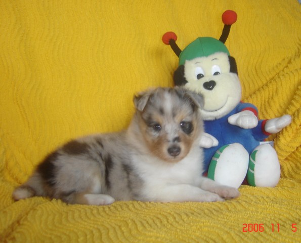 Blue tentation Du Grand Champ D' Aubertans