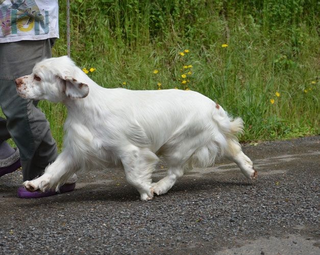 Publication : Des Adrilines d'Opale Auteur : eric rosique