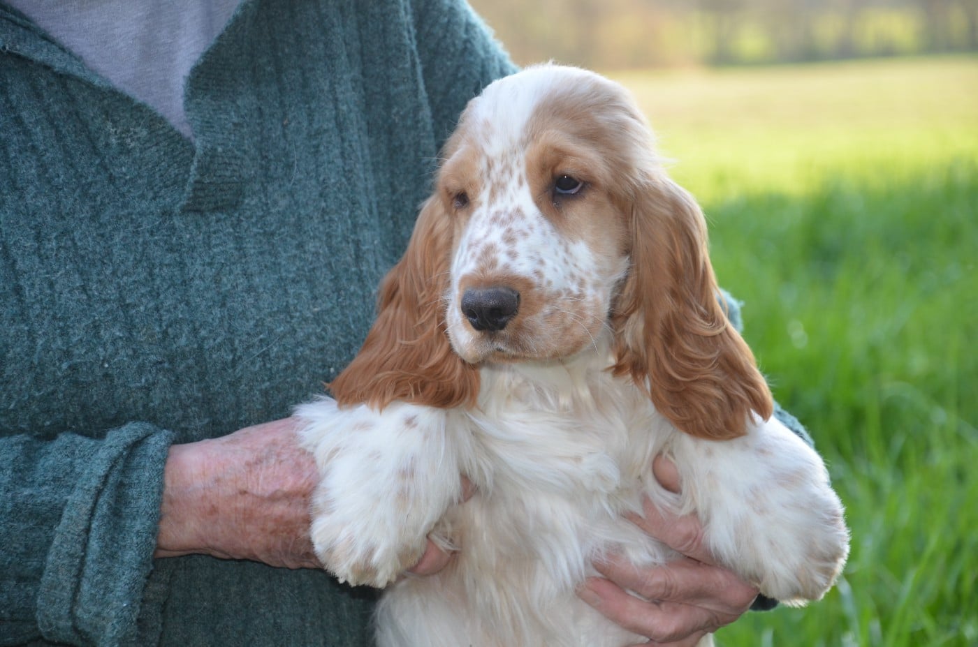 ANGY du cottage de sweet mi lady