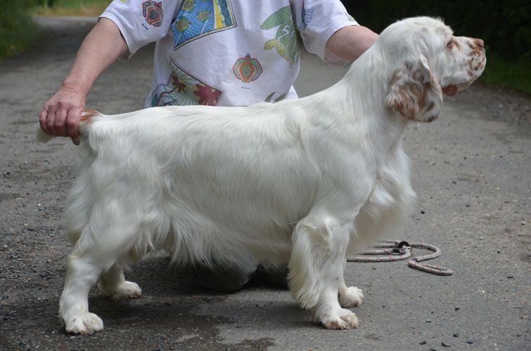 Publication : Des Adrilines d'Opale Auteur : eric rosique