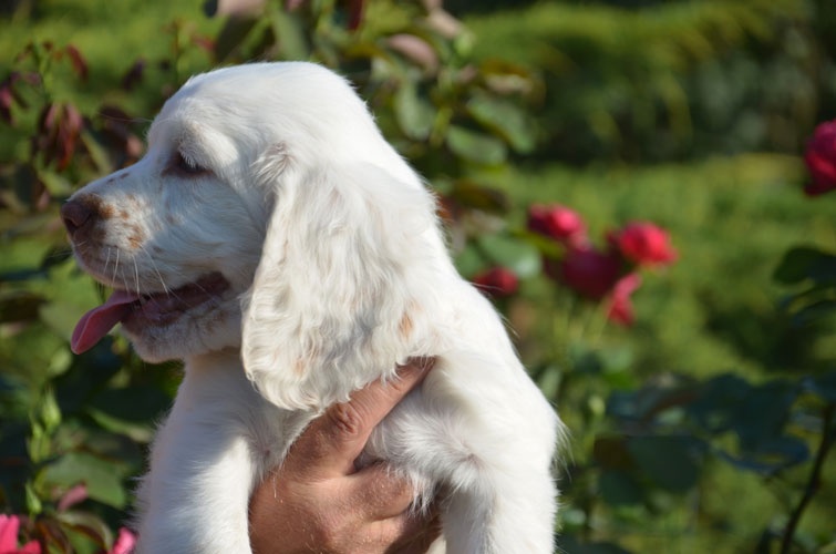 Publication : Des Adrilines d'Opale Auteur : eric rosique