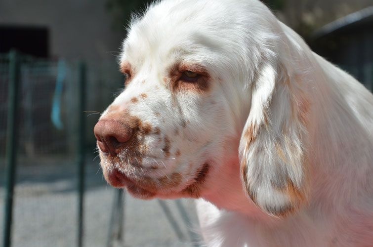 Publication : Des Adrilines d'Opale Auteur : eric rosique