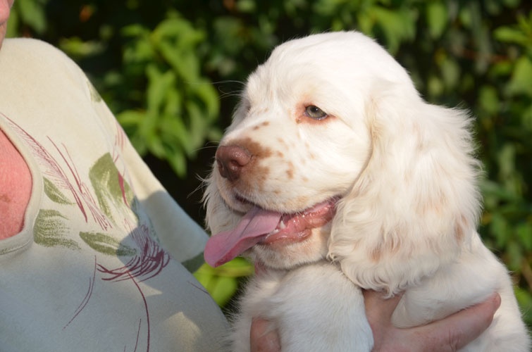 Publication : Des Adrilines d'Opale Auteur : eric rosique