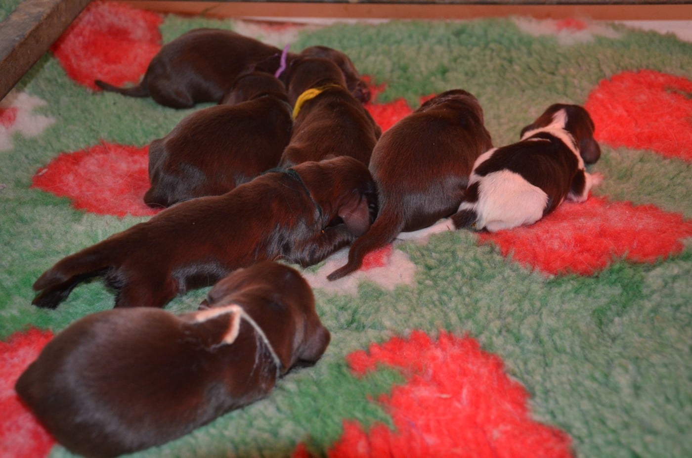 CHIOT 7 - Field Spaniel