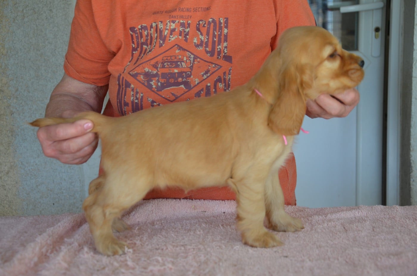 CHIOT 1 collier rose