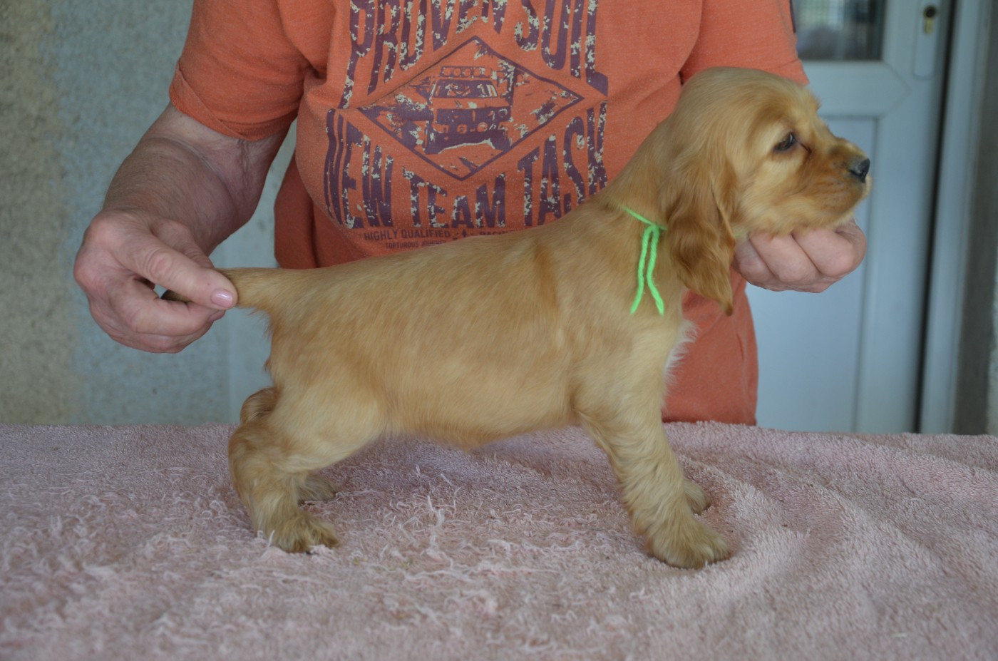 CHIOT 2 collier vert clair