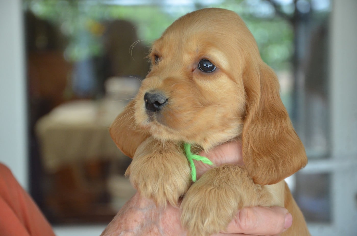 CHIOT 2 collier vert clair