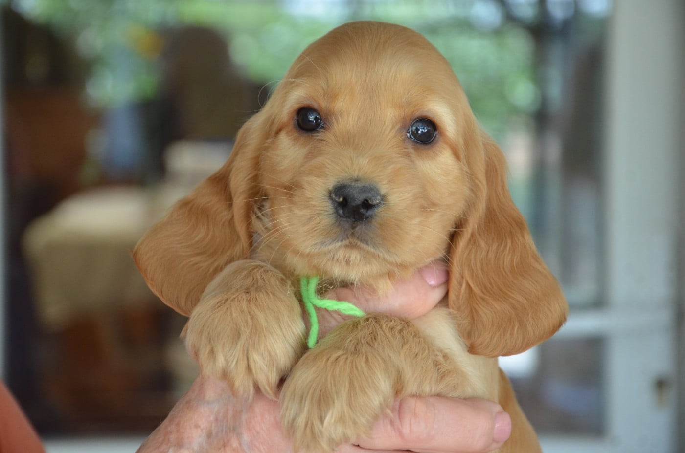 CHIOT 2 collier vert clair