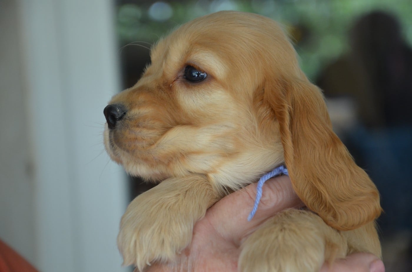 CHIOT 3 collier bleu