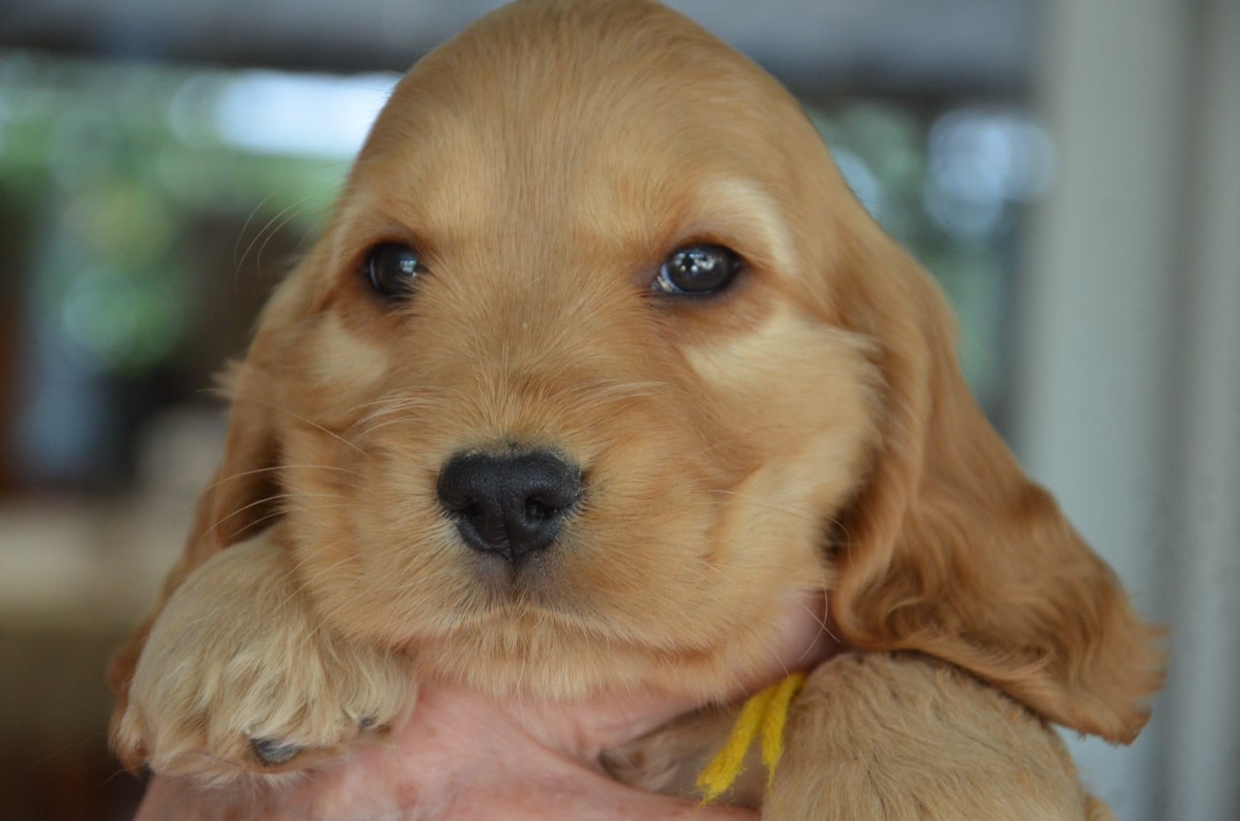 CHIOT 4 collier jaune