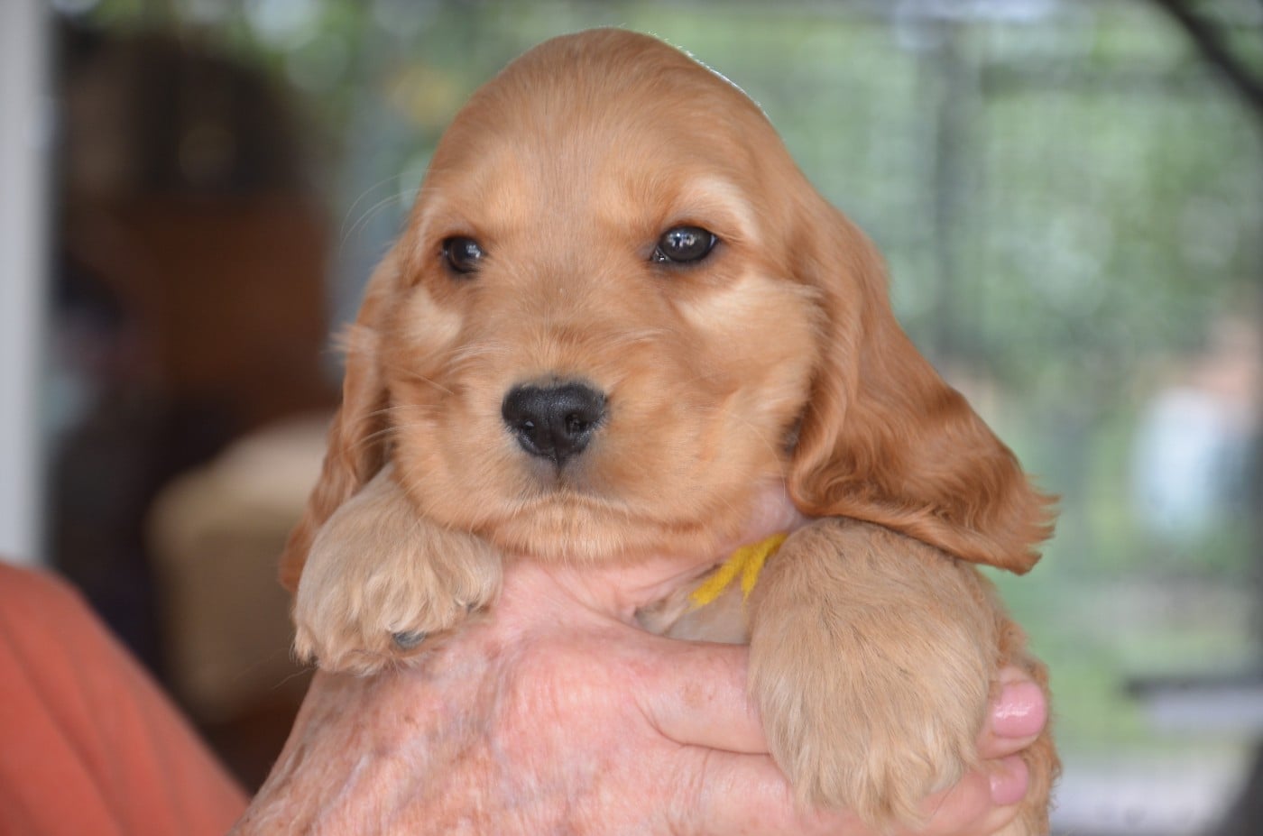 CHIOT 4 collier jaune