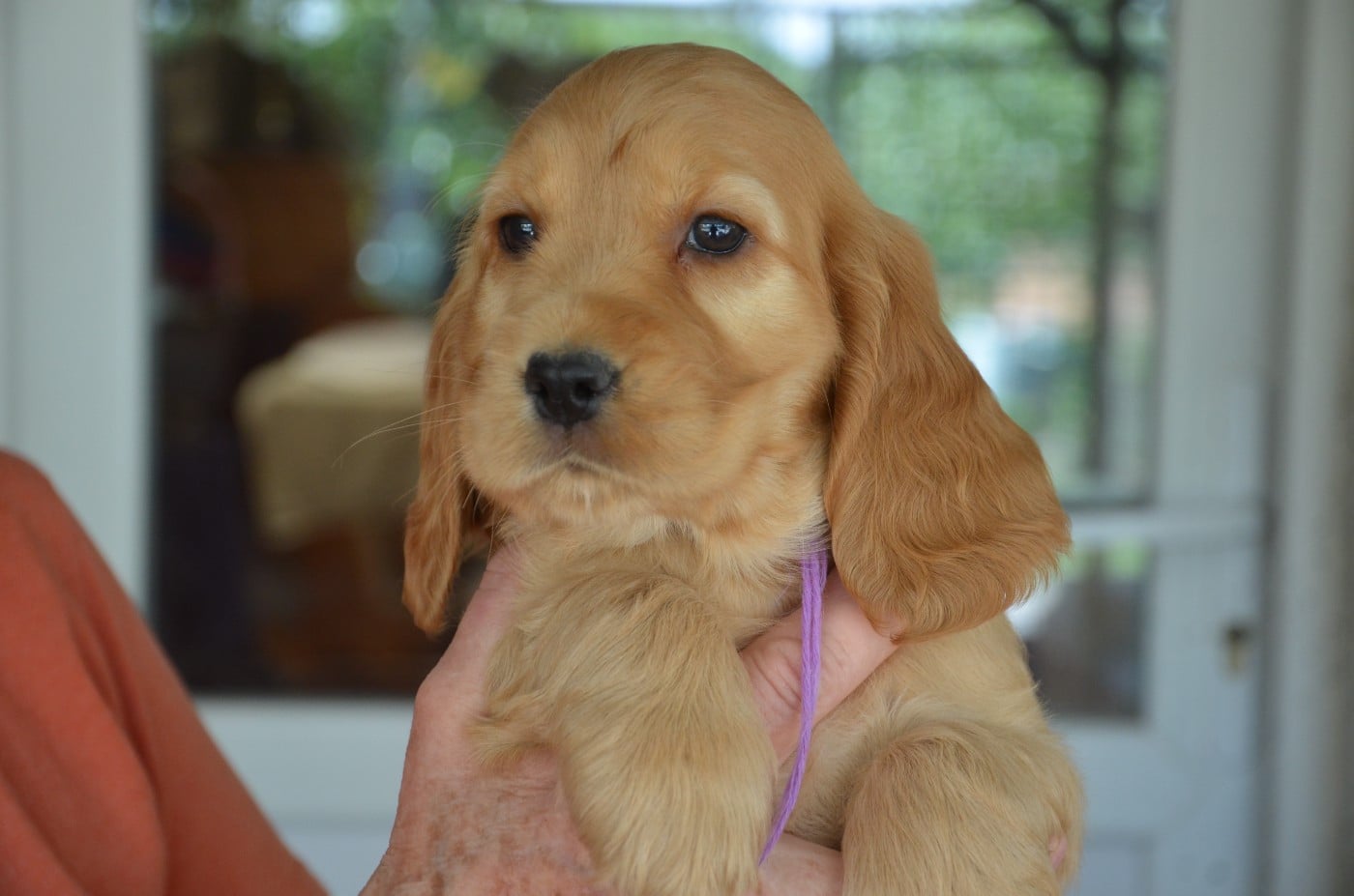 CHIOT 6 collier violet
