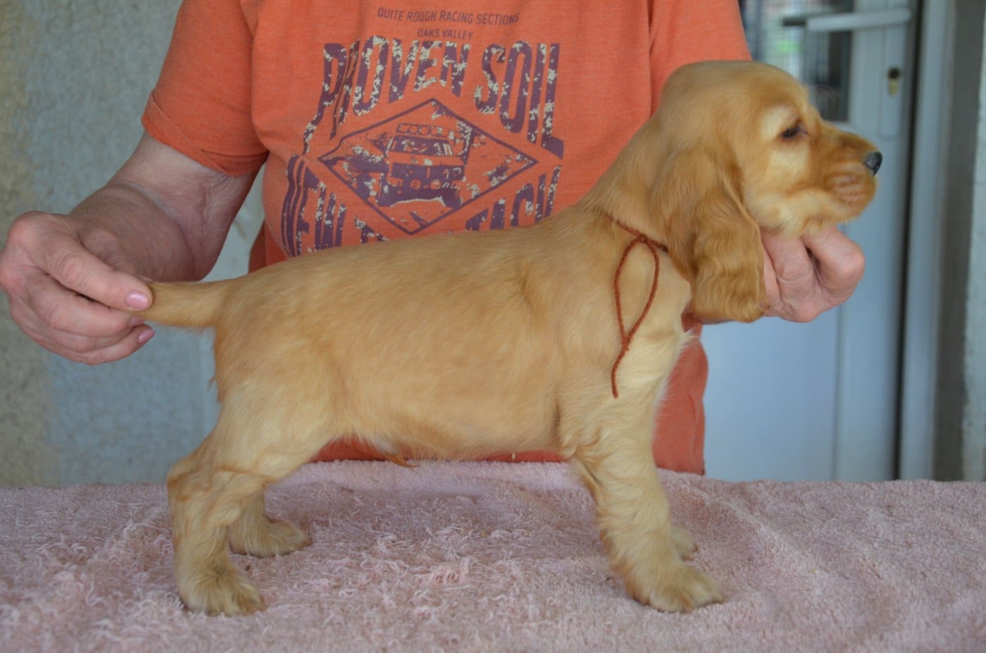 CHIOT 9 collier marron