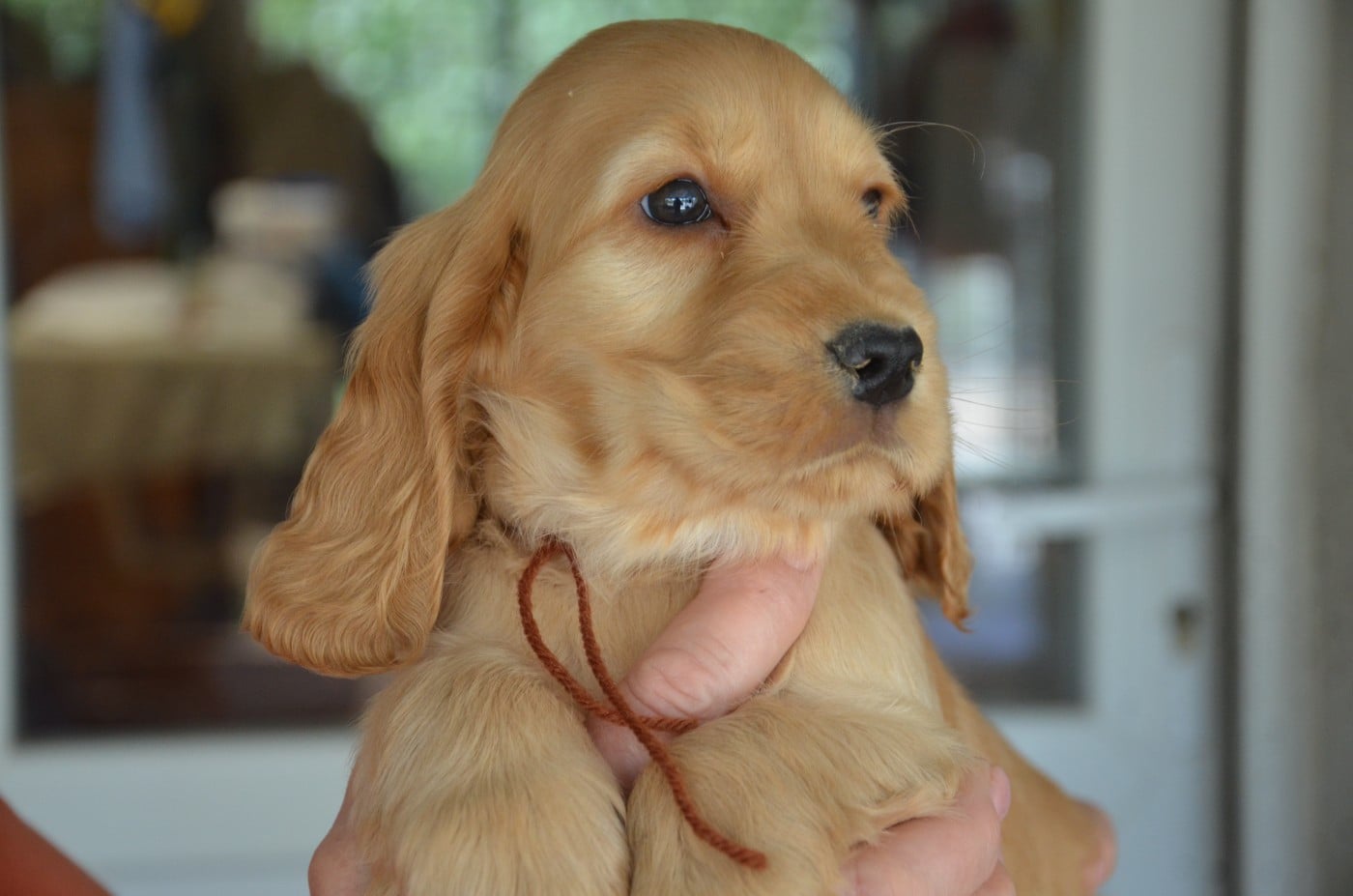 CHIOT 9 collier marron