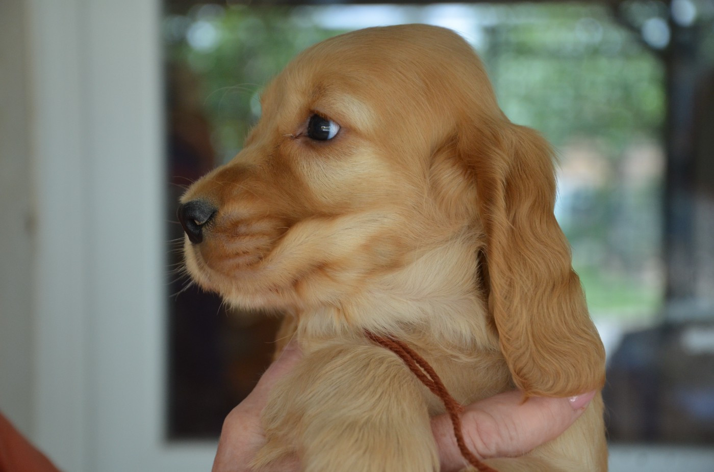 CHIOT 9 collier marron