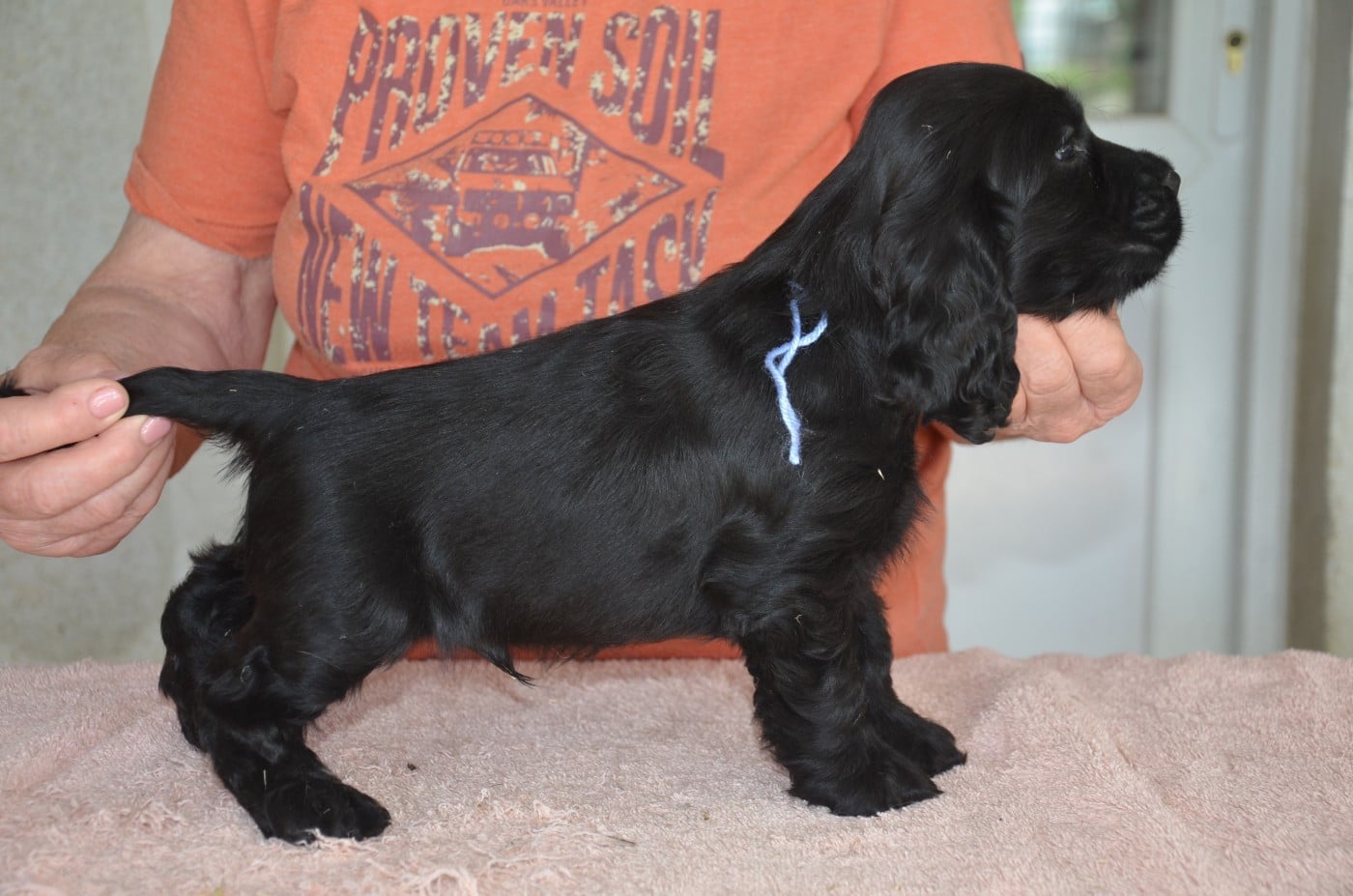 CHIOT 5 collier bleu