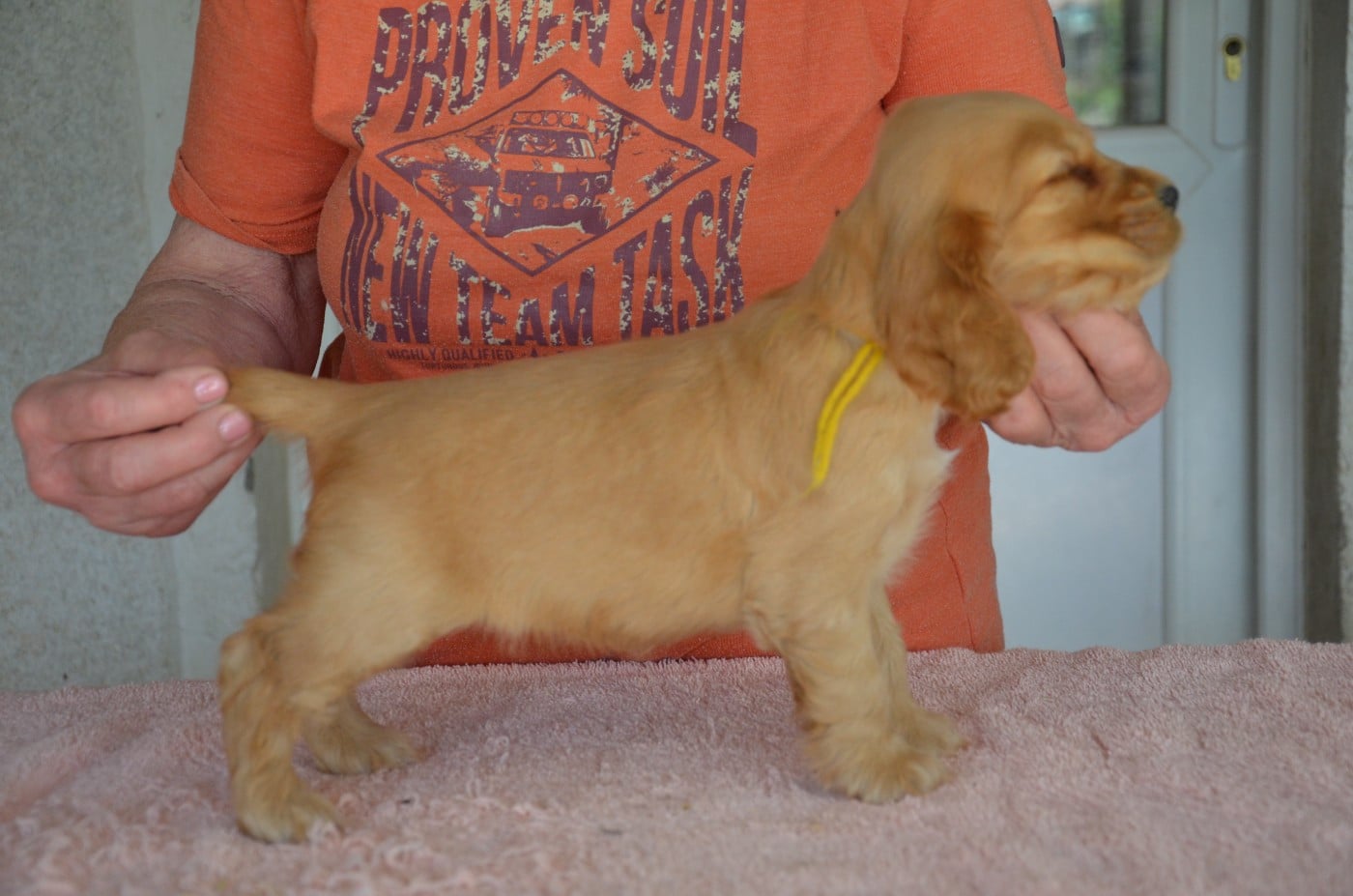CHIOT 1 collier jaune