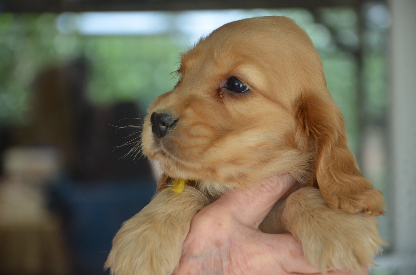 CHIOT 1 collier jaune