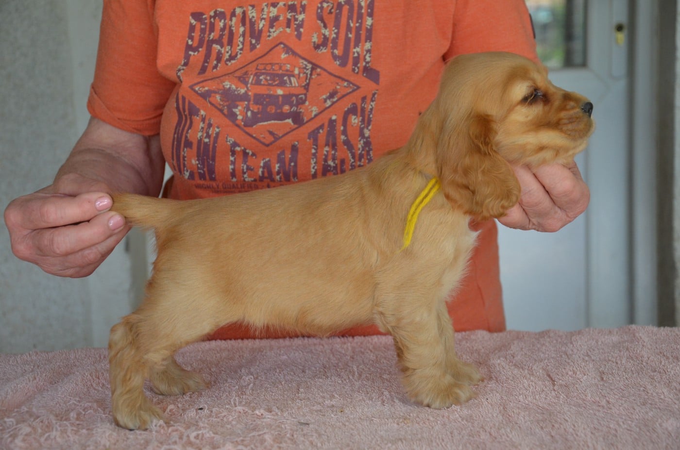 CHIOT 1 collier jaune