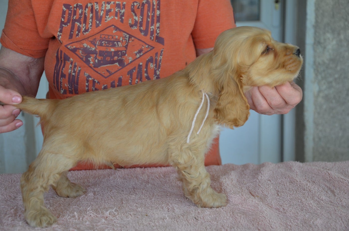 CHIOT 3 collier blanc