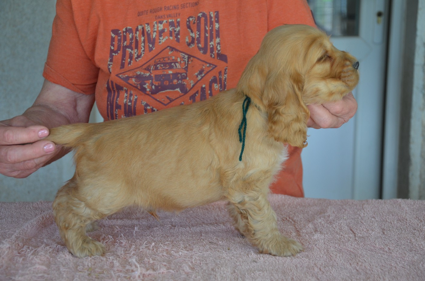 CHIOT 4 collier vert