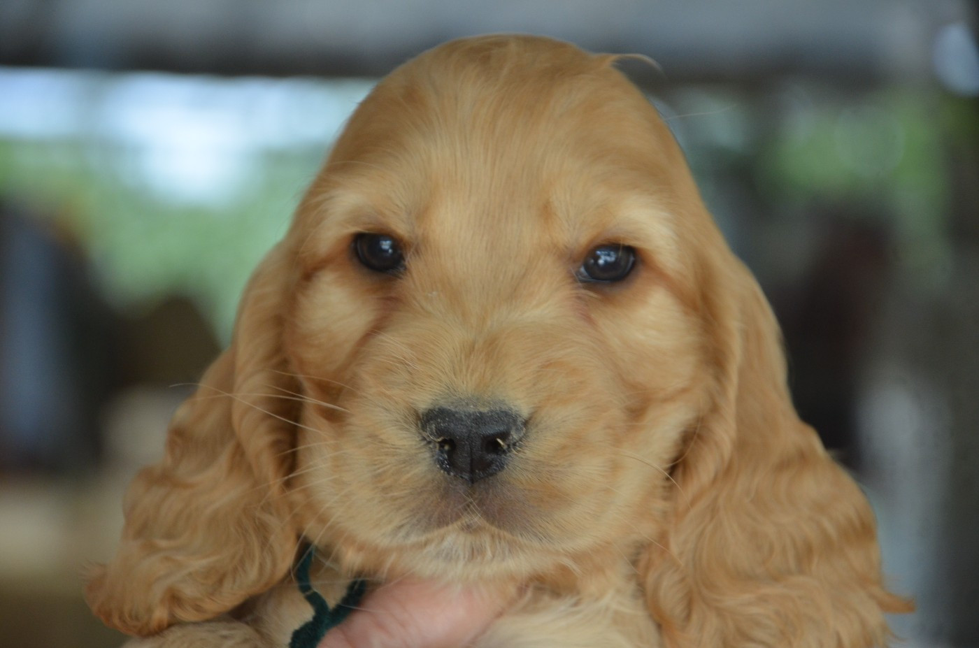 CHIOT 4 collier vert