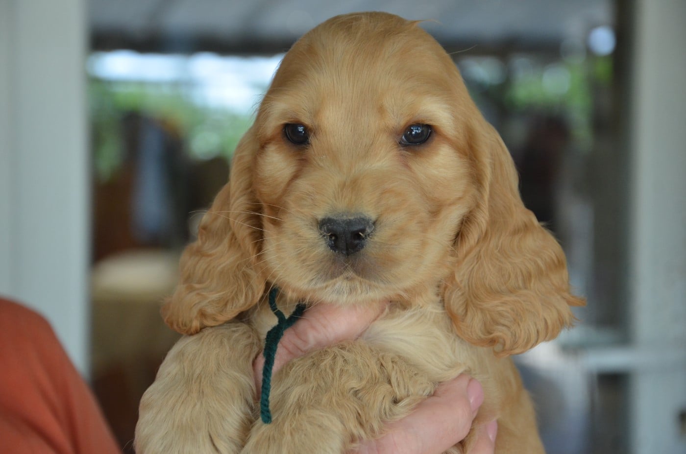 CHIOT 4 collier vert
