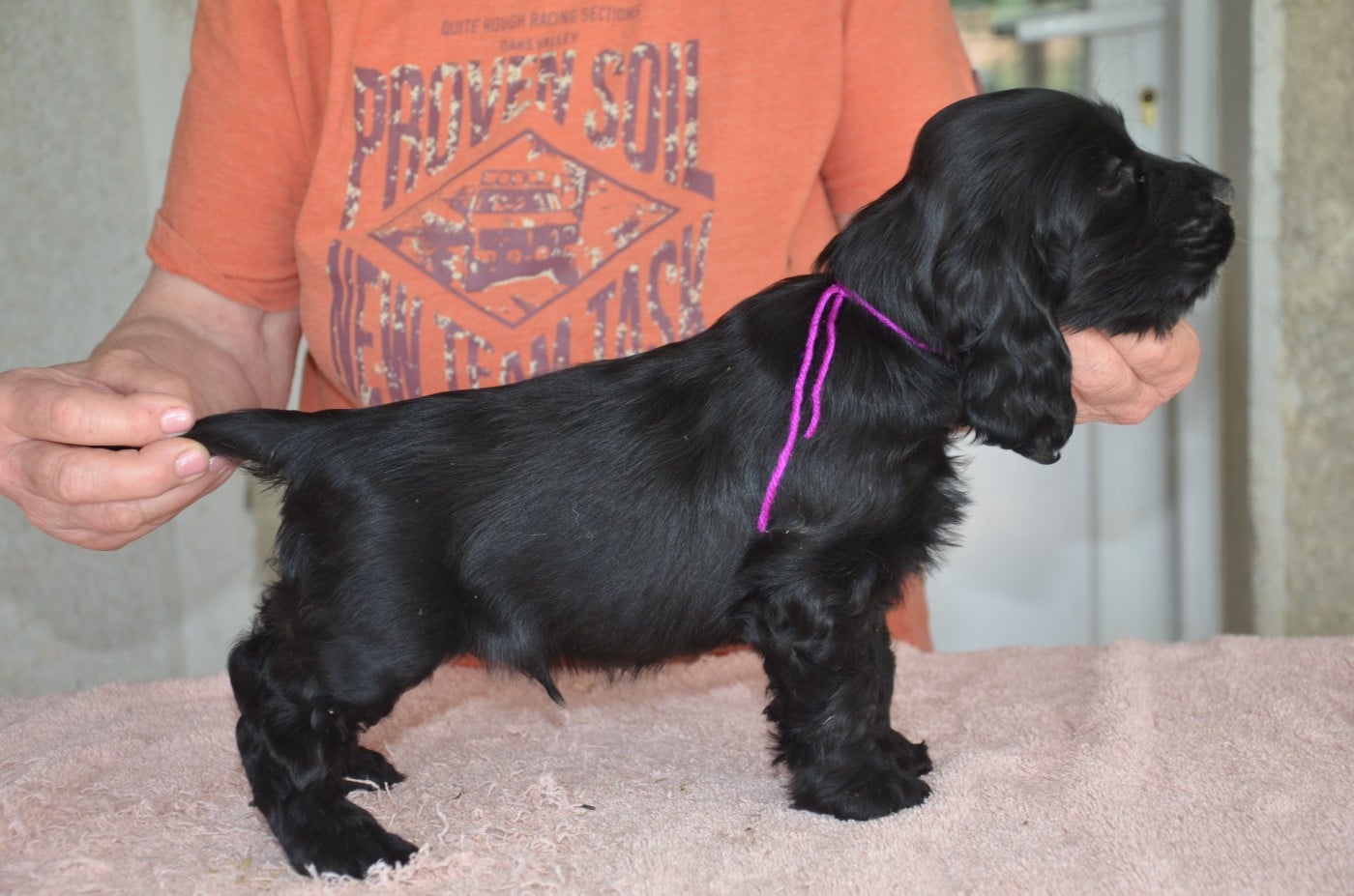 CHIOT 6 collier violet