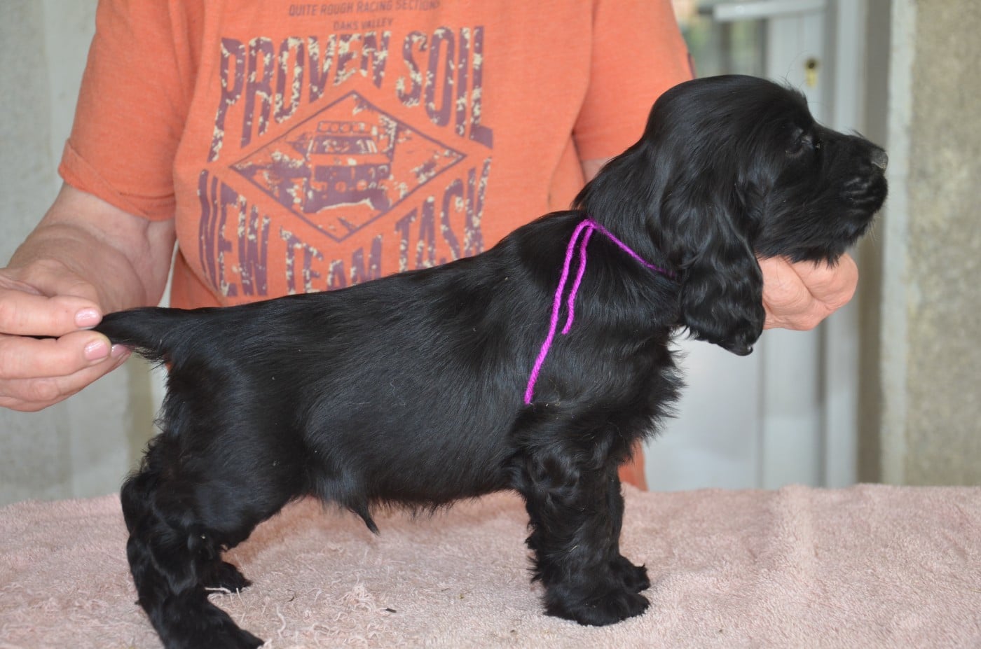 CHIOT 6 collier violet