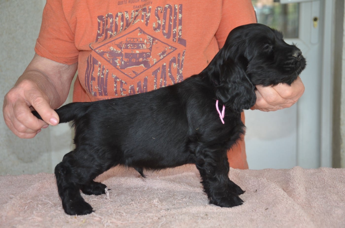 CHIOT 7 collier rose